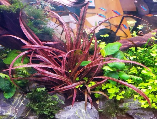 Tiger spiral plant live - tiger, plant!