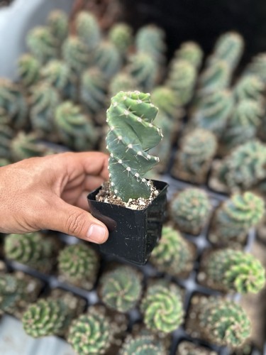 Spiral cactus tornado - spiral, cactus,